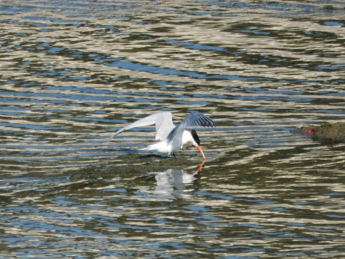 Elegant Tern - ML620713394