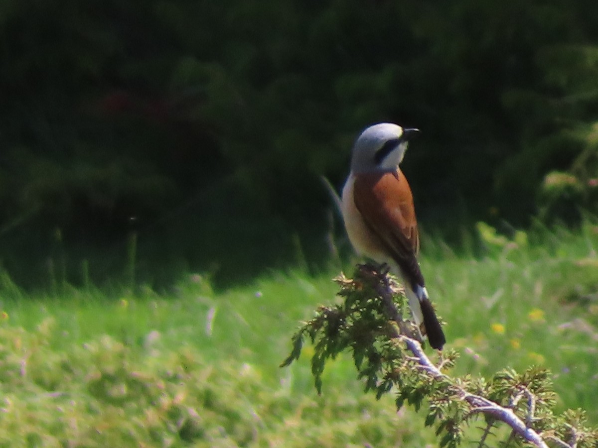 Red-backed Shrike - ML620713395