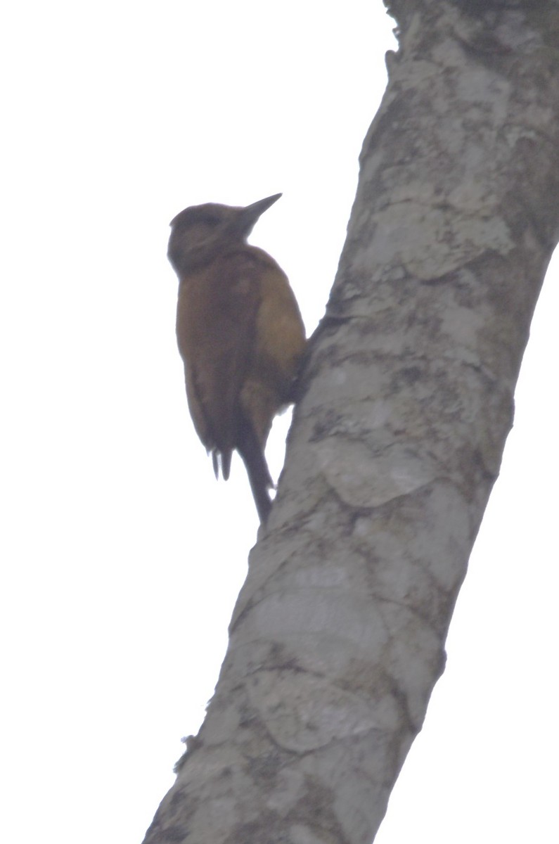 Smoky-brown Woodpecker - ML620713396