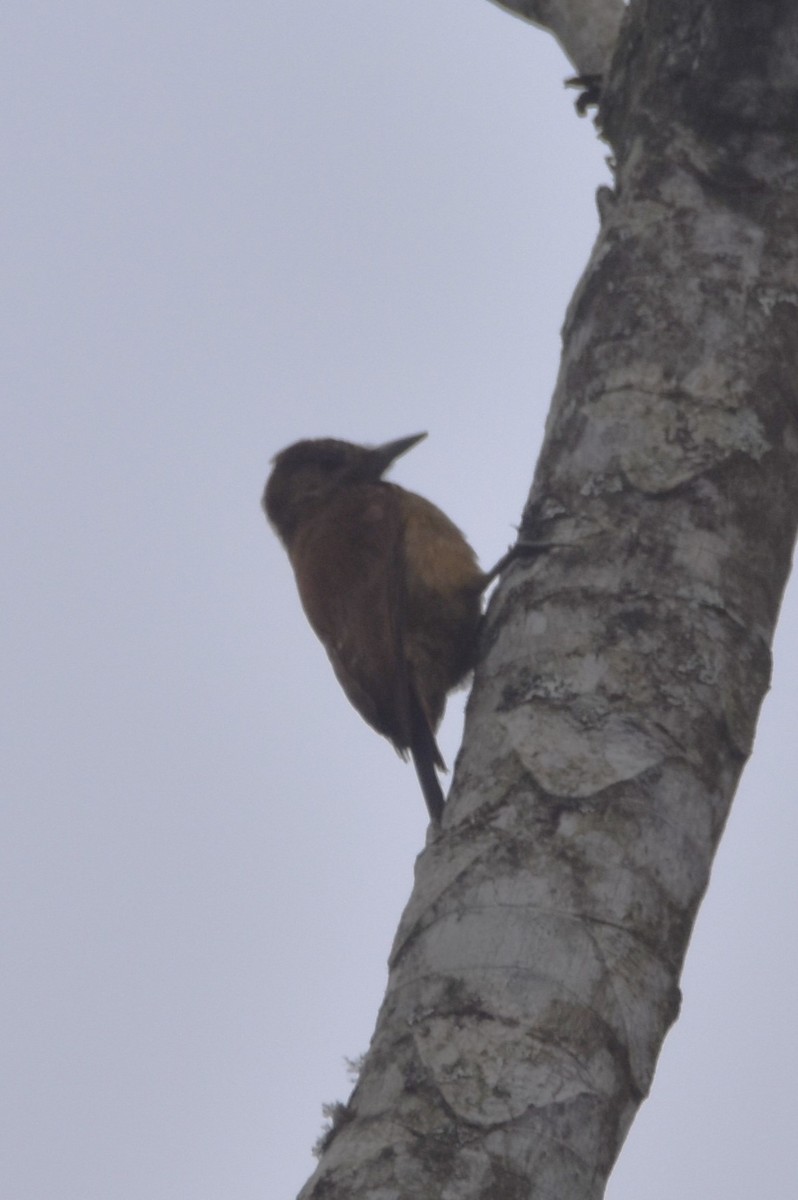 Smoky-brown Woodpecker - ML620713397