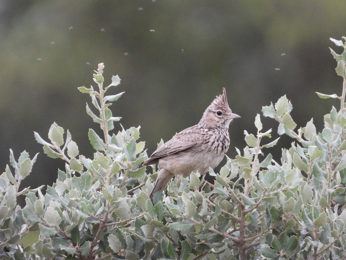 Cochevis de Thékla - ML620713401