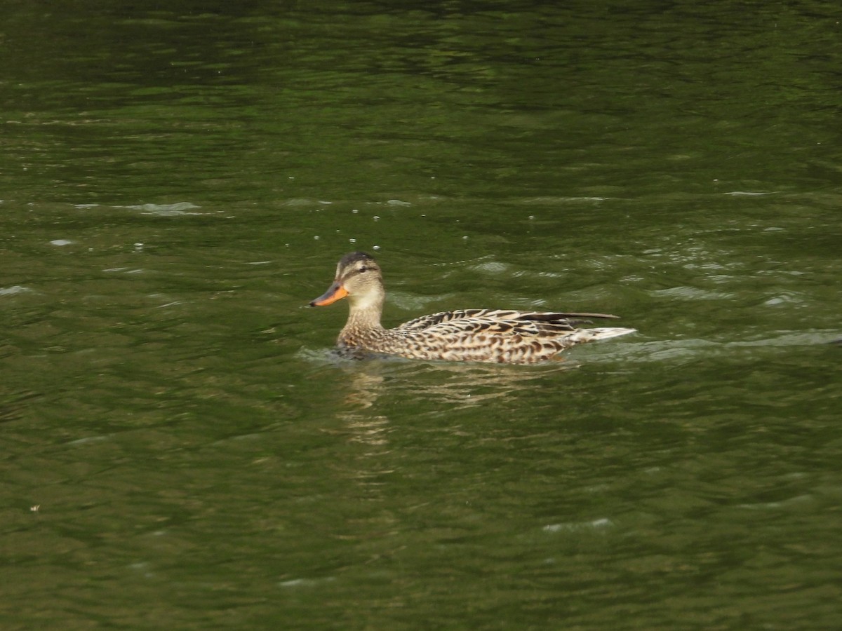 Gadwall - ML620713402