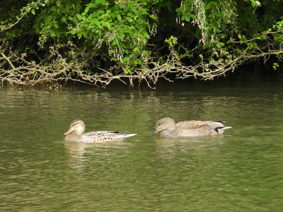 Gadwall - WS Barbour