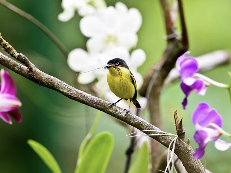 Common Tody-Flycatcher - ML620713407