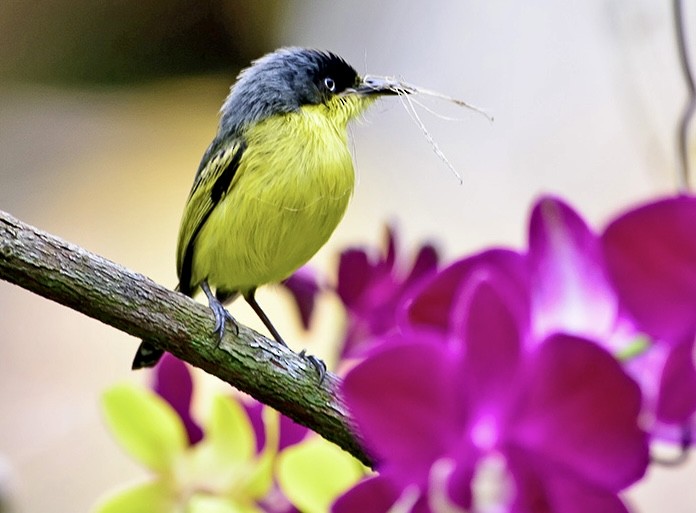 Common Tody-Flycatcher - jianping dong