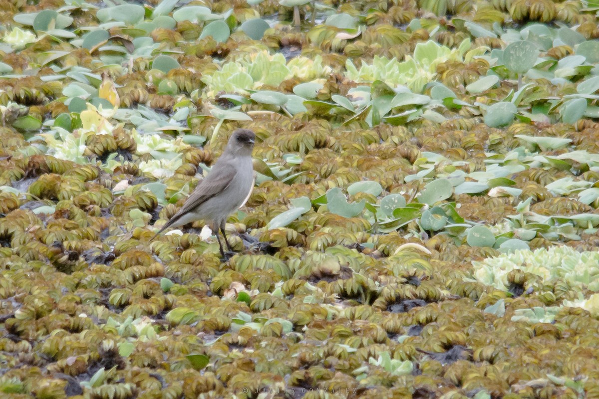 Dark-faced Ground-Tyrant - ML620713412