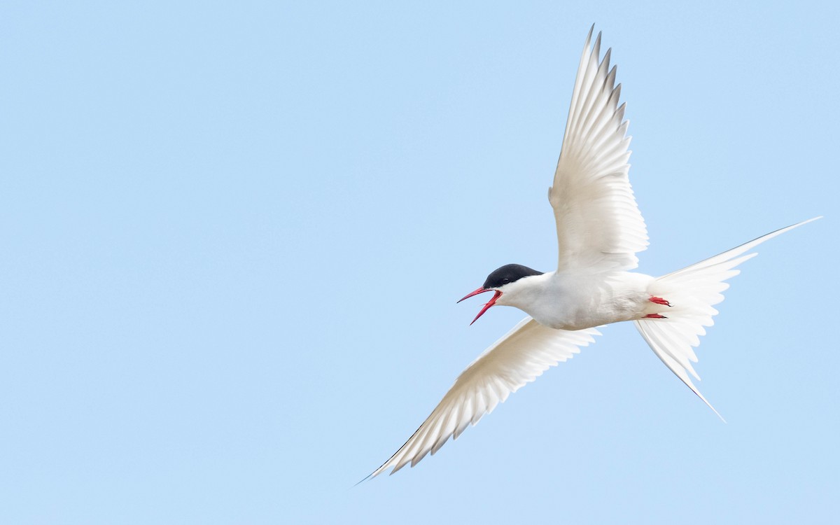 Arctic Tern - ML620713413