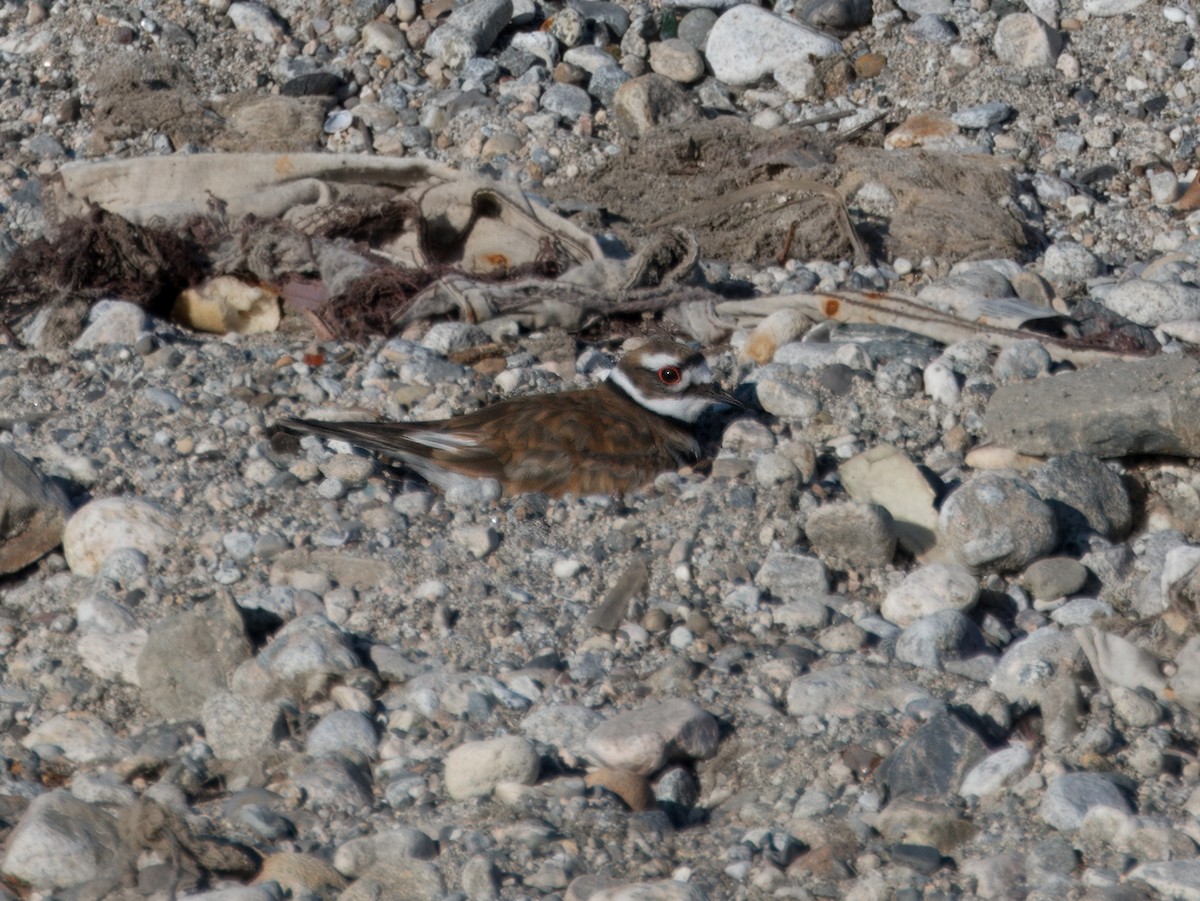 Killdeer - ML620713418