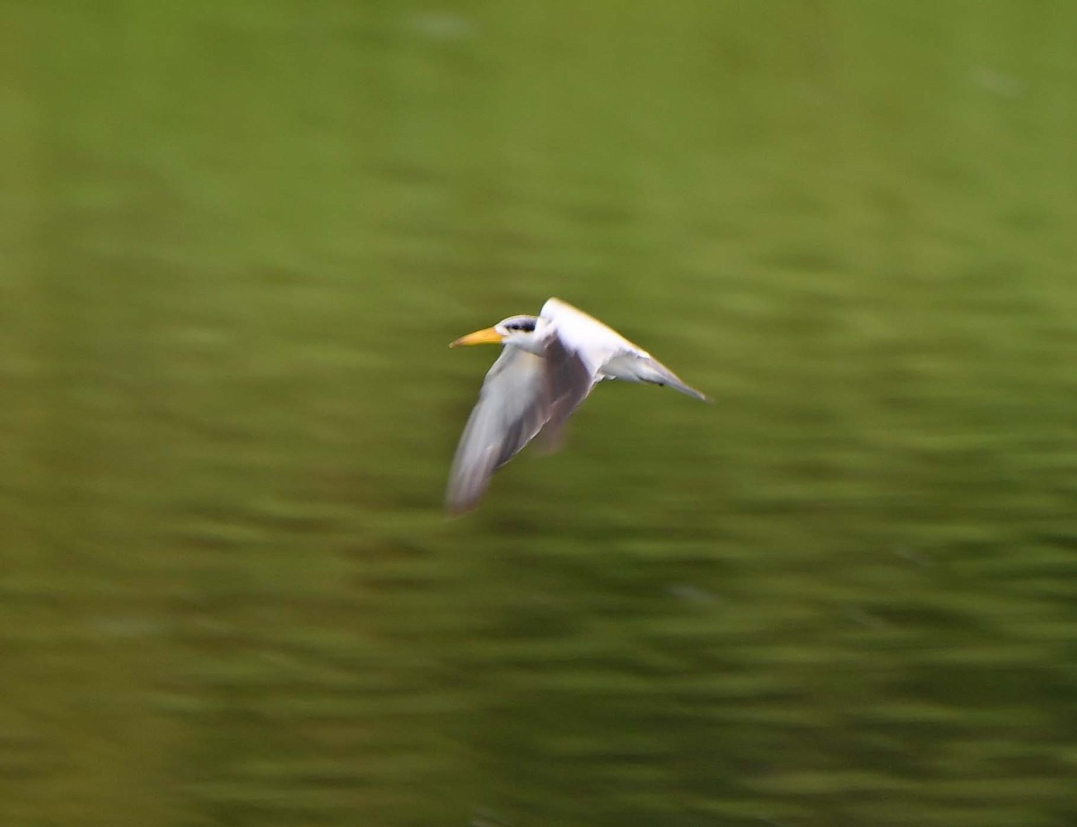 Large-billed Tern - Sharon Lynn