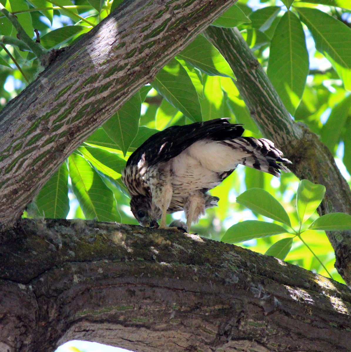 Cooper's Hawk - ML620713424