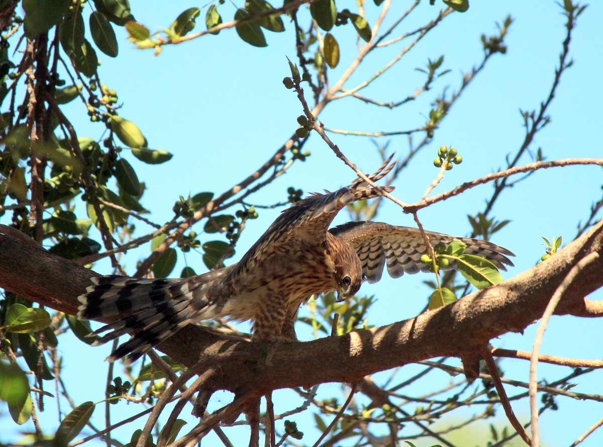 Cooper's Hawk - ML620713425