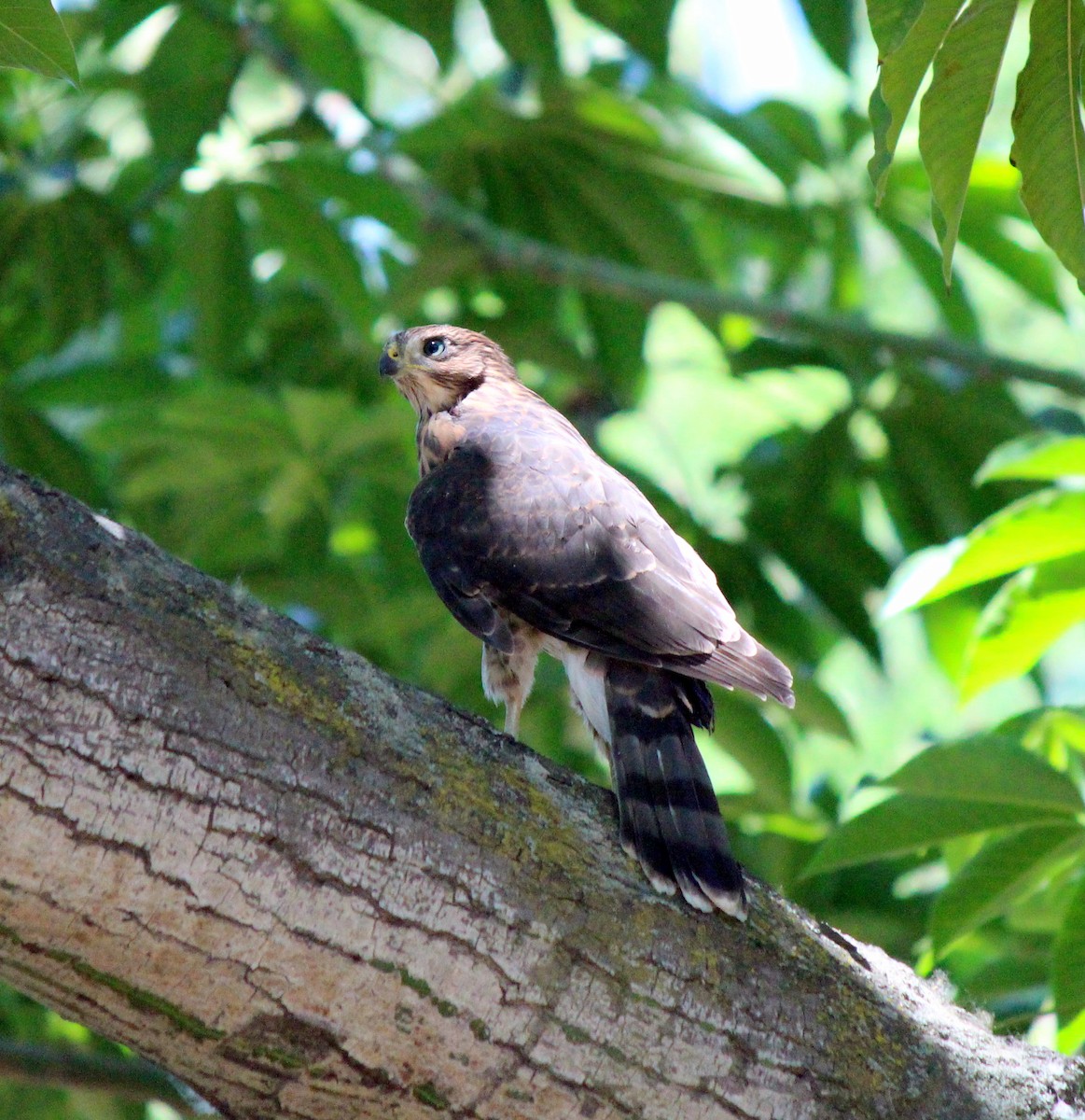 Cooper's Hawk - ML620713426