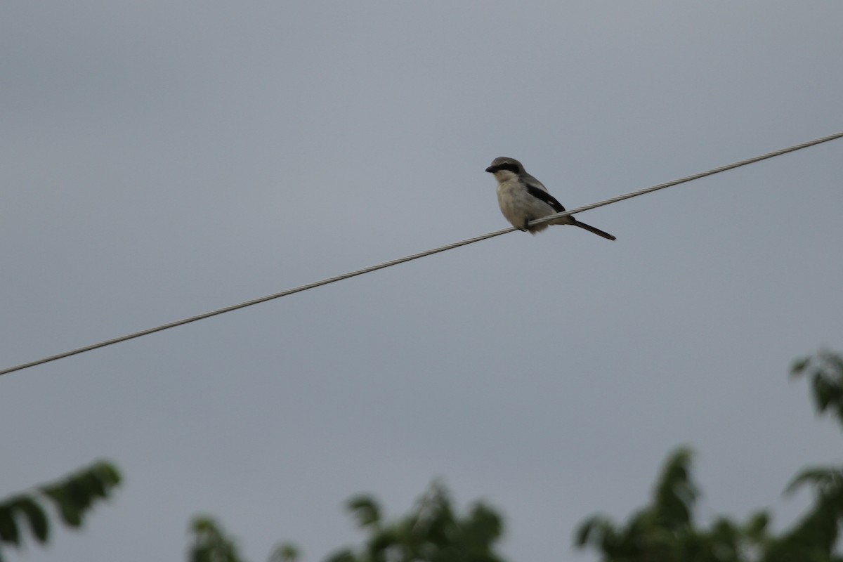 Loggerhead Shrike - ML620713427