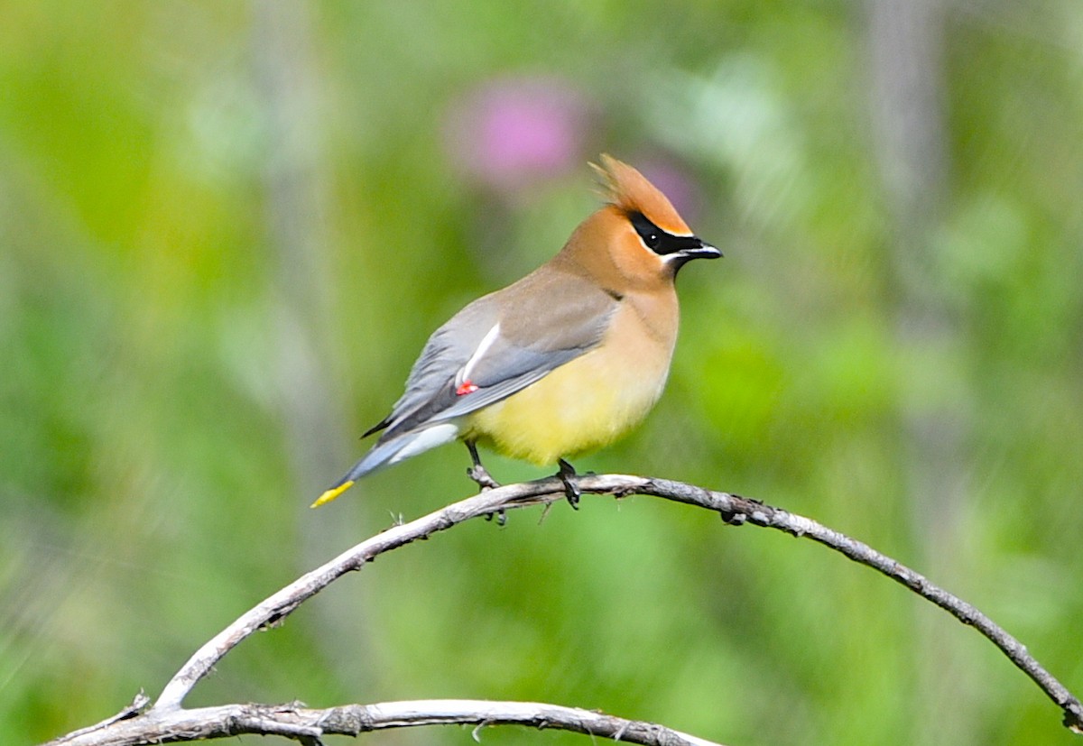 Cedar Waxwing - ML620713429