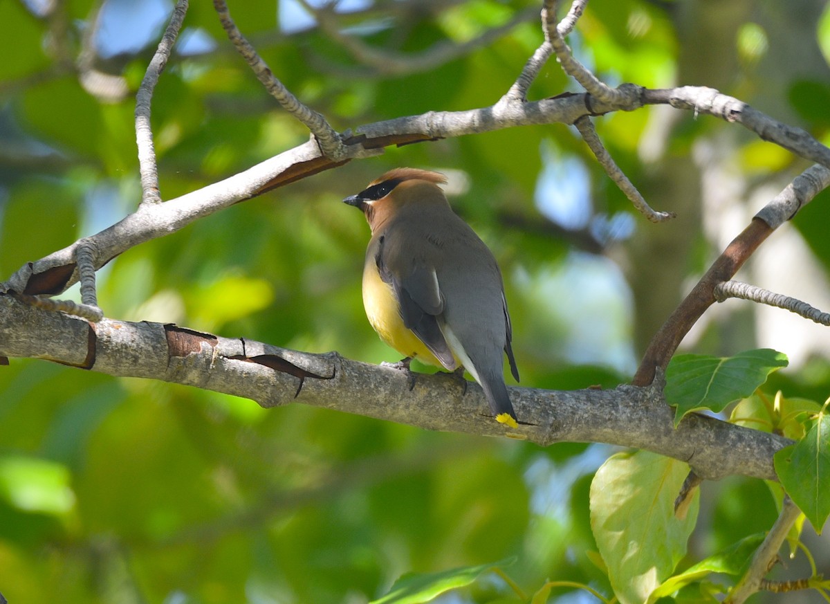 Cedar Waxwing - ML620713430