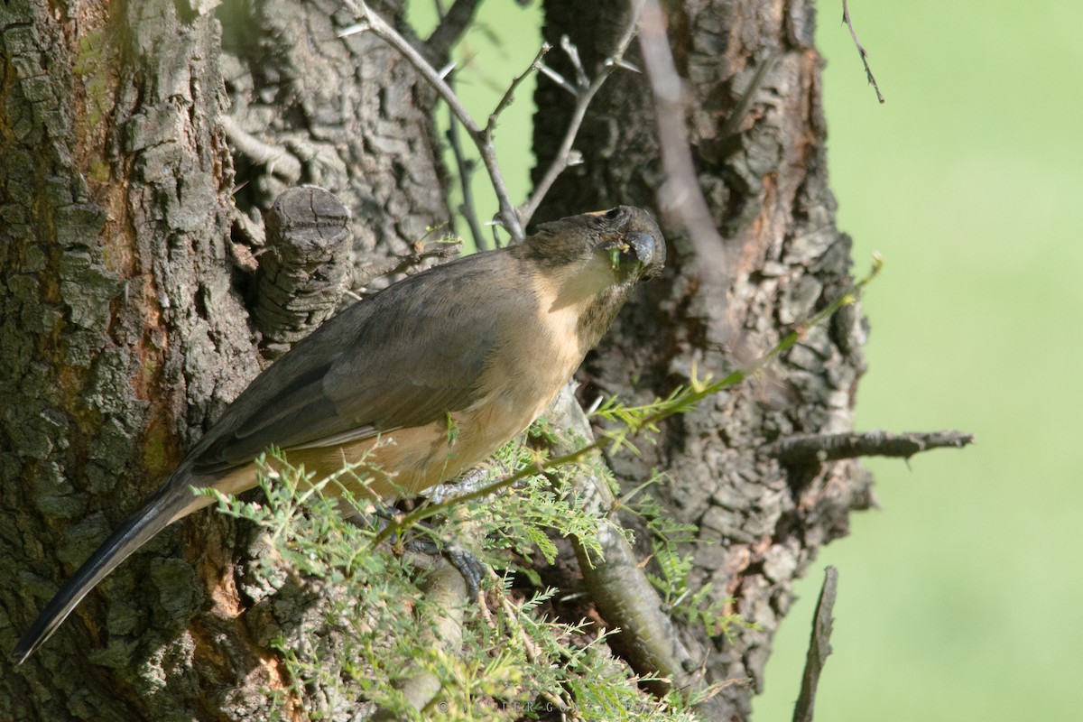 Golden-billed Saltator - Javier González