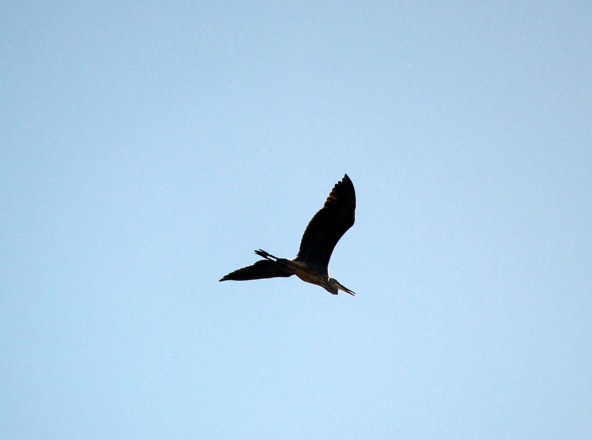 Great Blue Heron - ML620713432