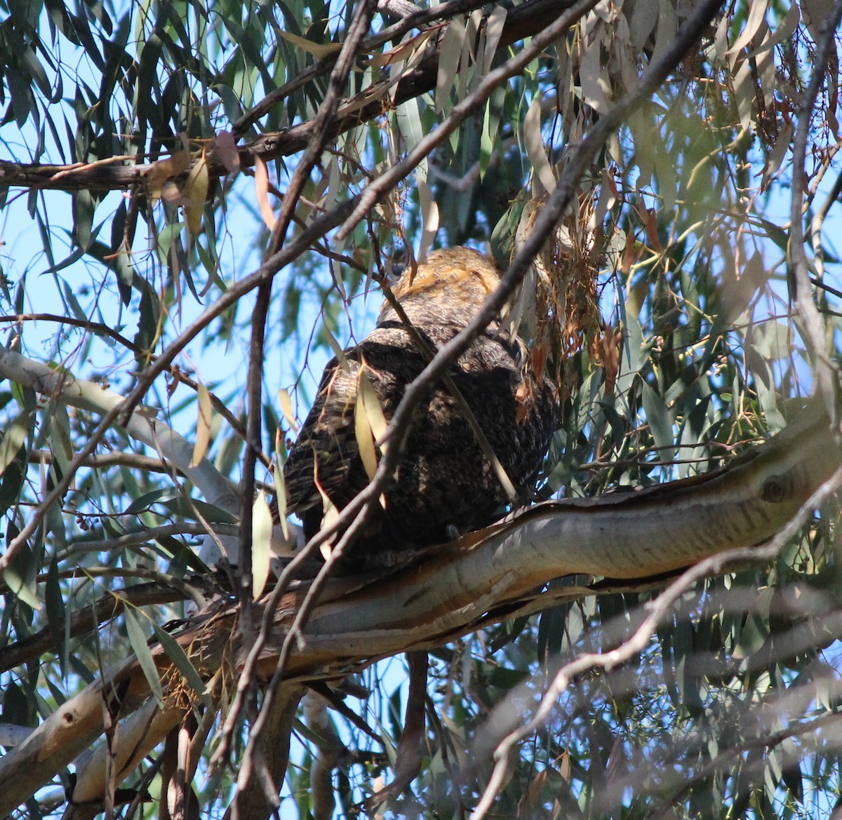 Great Horned Owl - ML620713439