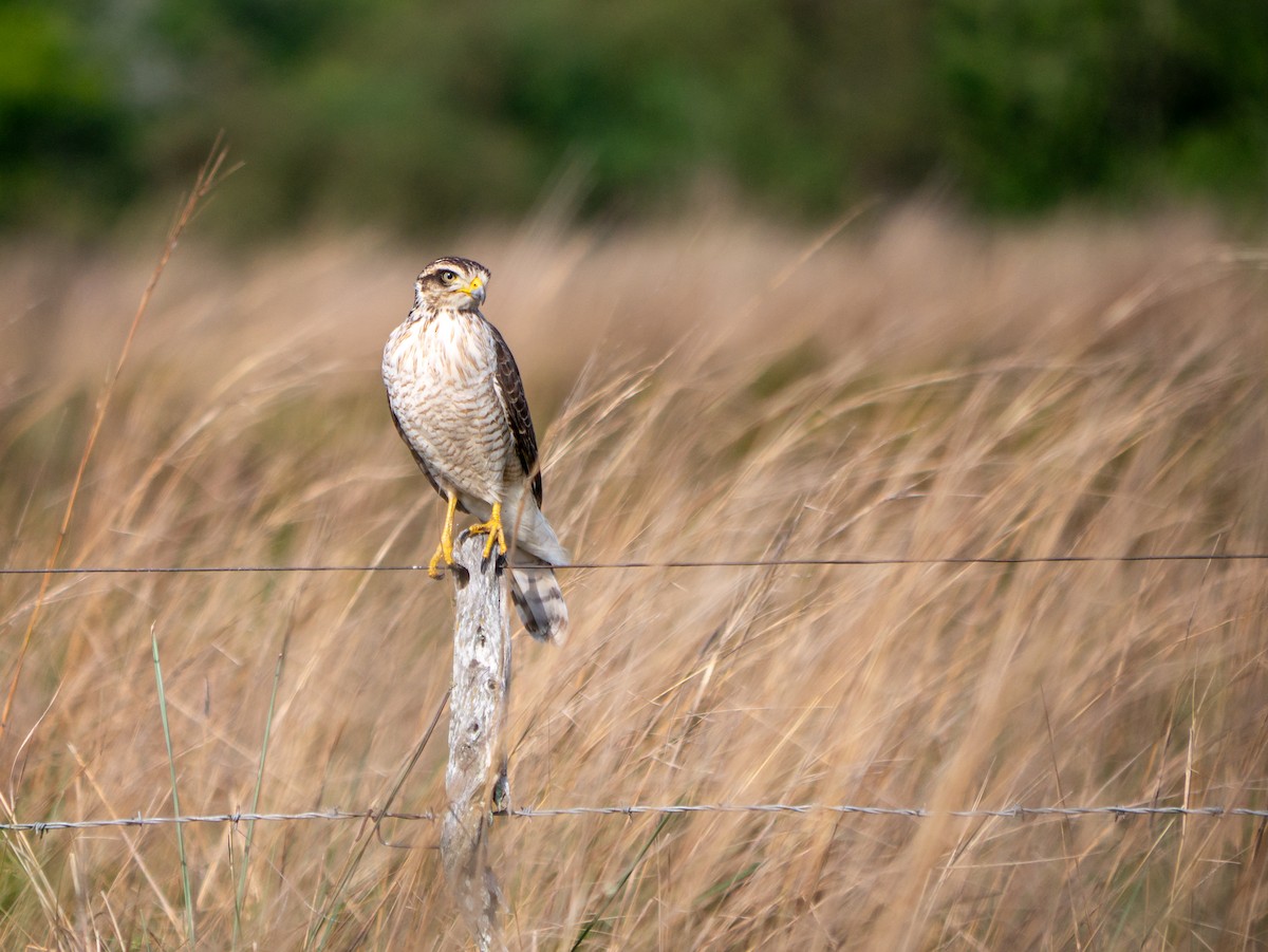 Roadside Hawk - ML620713440