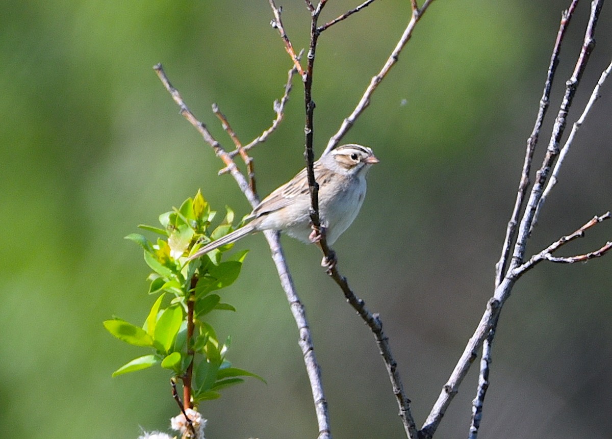 Clay-colored Sparrow - ML620713443