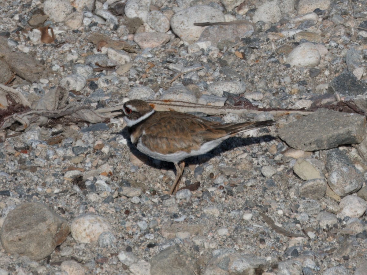 Killdeer - ML620713445