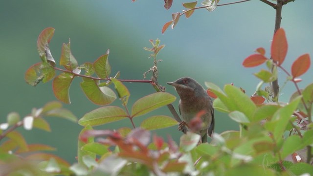 Eastern Subalpine Warbler - ML620713460