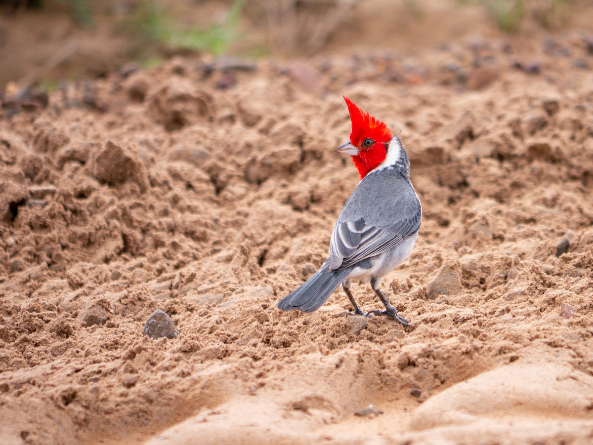 Red-crested Cardinal - ML620713463