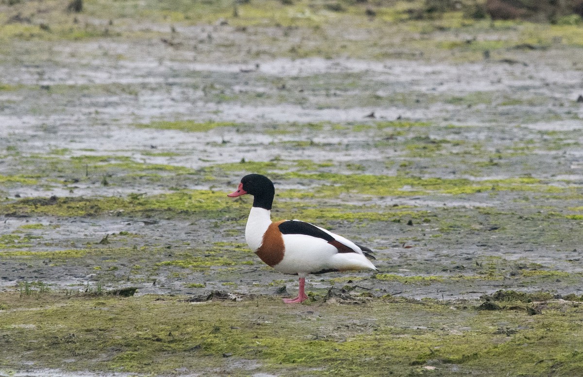 Common Shelduck - ML620713475