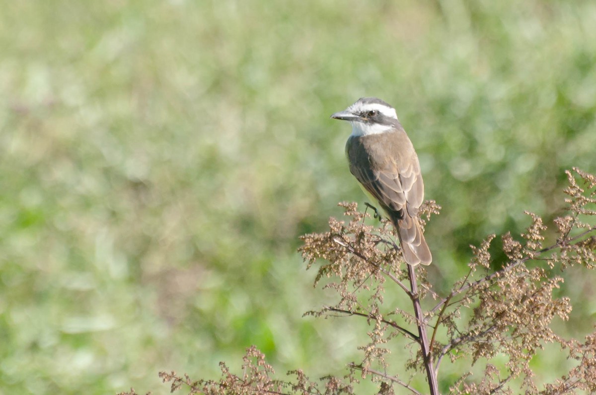 Great Kiskadee - ML620713476