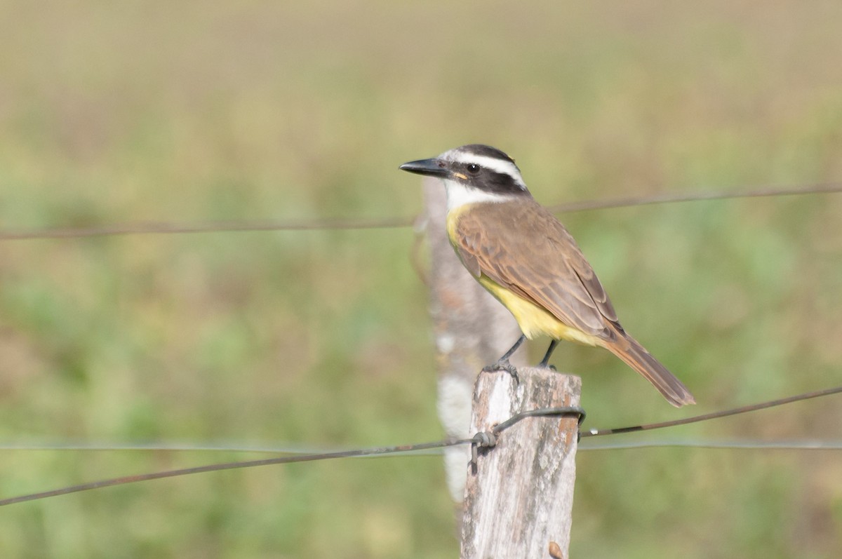 Great Kiskadee - ML620713477