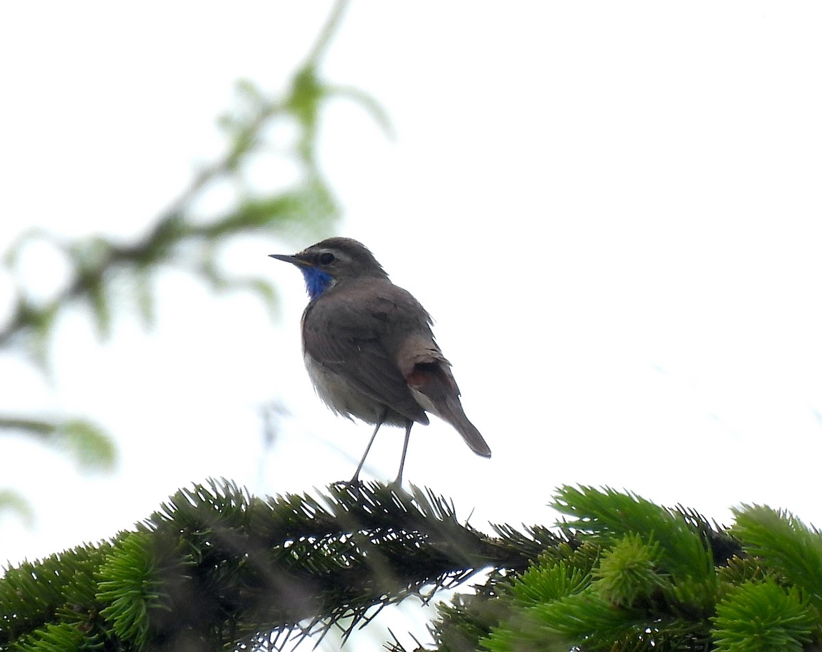 Bluethroat (Red-spotted) - ML620713478