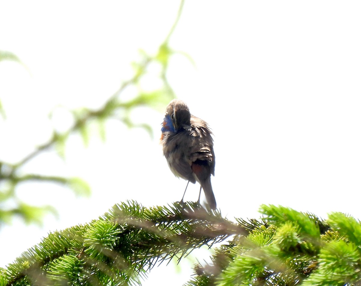 Bluethroat (Red-spotted) - ML620713479