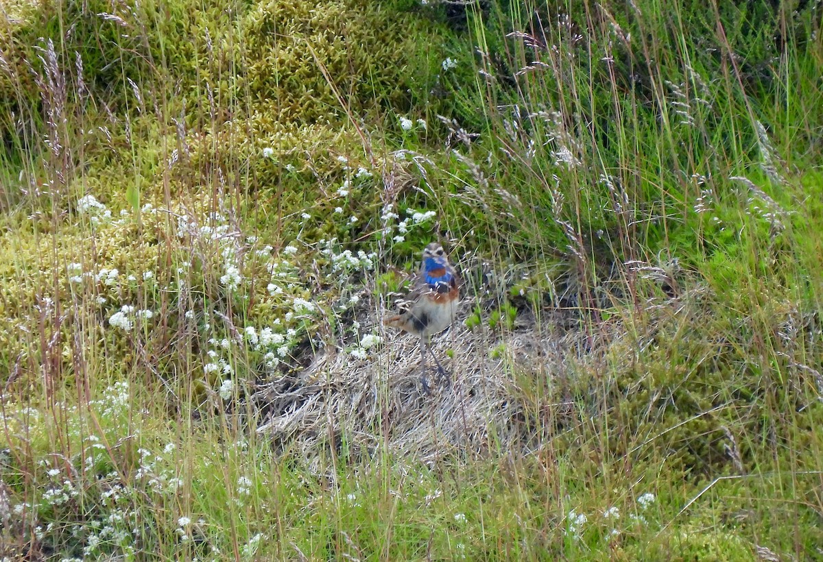 Bluethroat (Red-spotted) - ML620713480