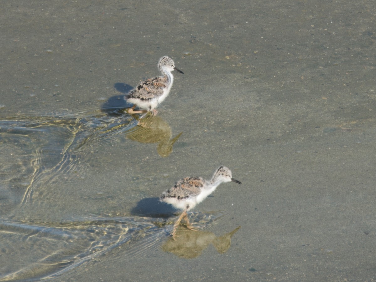 Black-necked Stilt - ML620713481