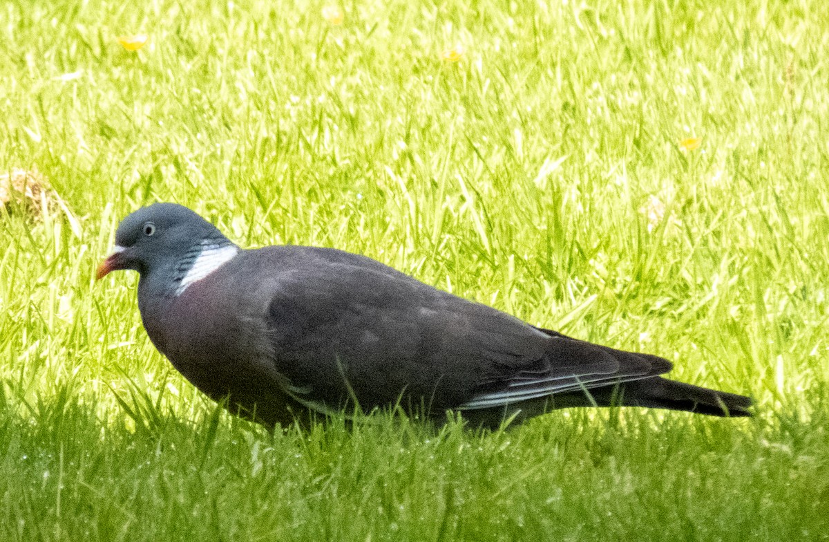 Common Wood-Pigeon - ML620713482