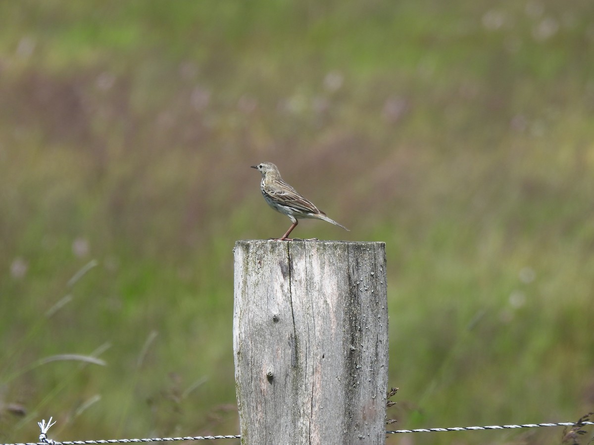 Meadow Pipit - ML620713483