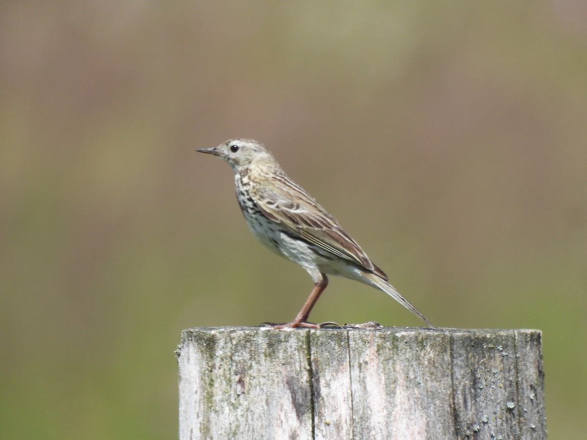 Meadow Pipit - ML620713484