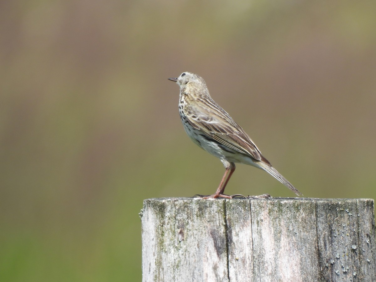 Meadow Pipit - ML620713485