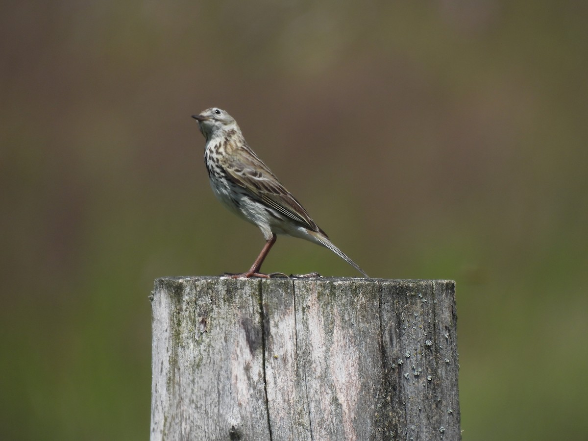 Meadow Pipit - ML620713486