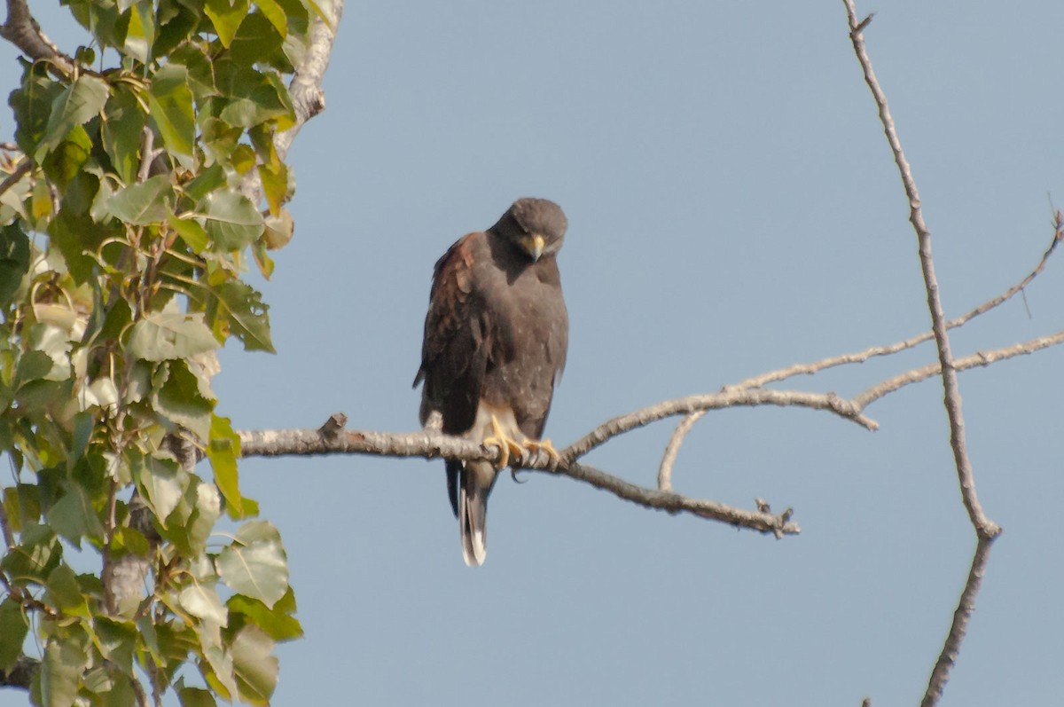 Harris's Hawk - ML620713487