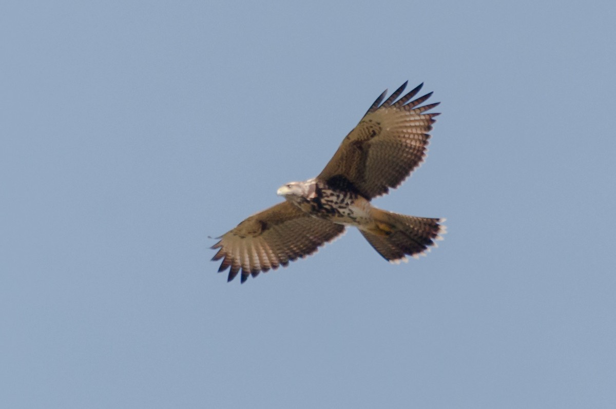 Harris's Hawk - ML620713488