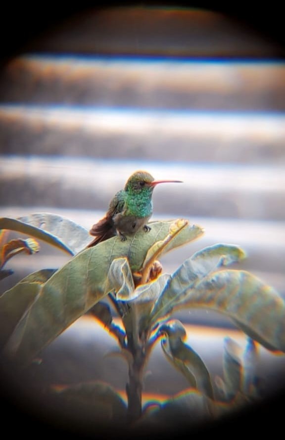 Rufous-tailed Hummingbird - ML620713489