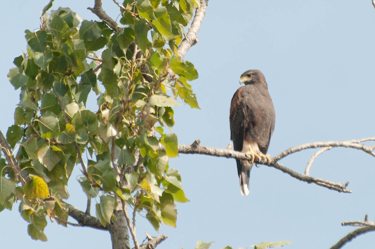 Harris's Hawk - ML620713490