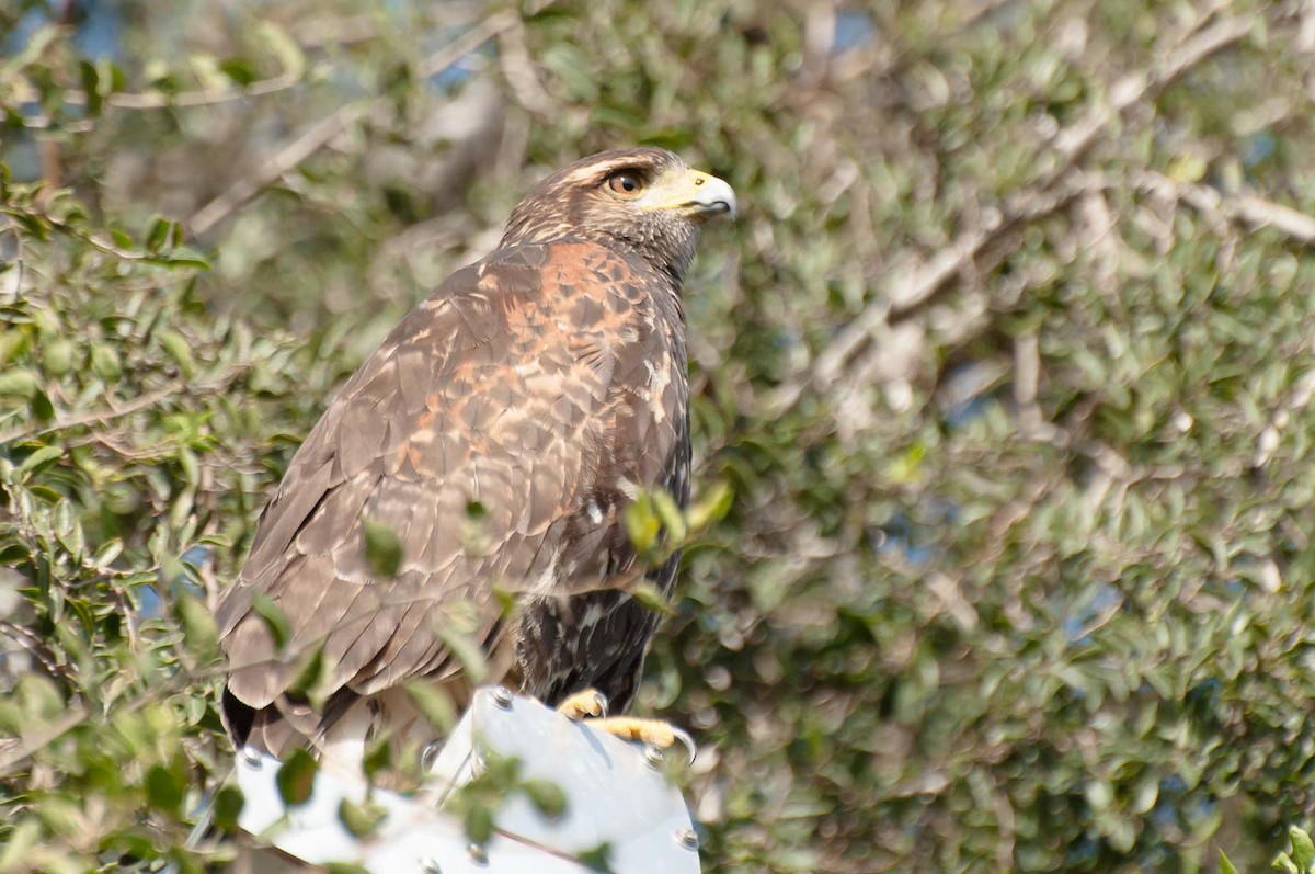 Harris's Hawk - ML620713491