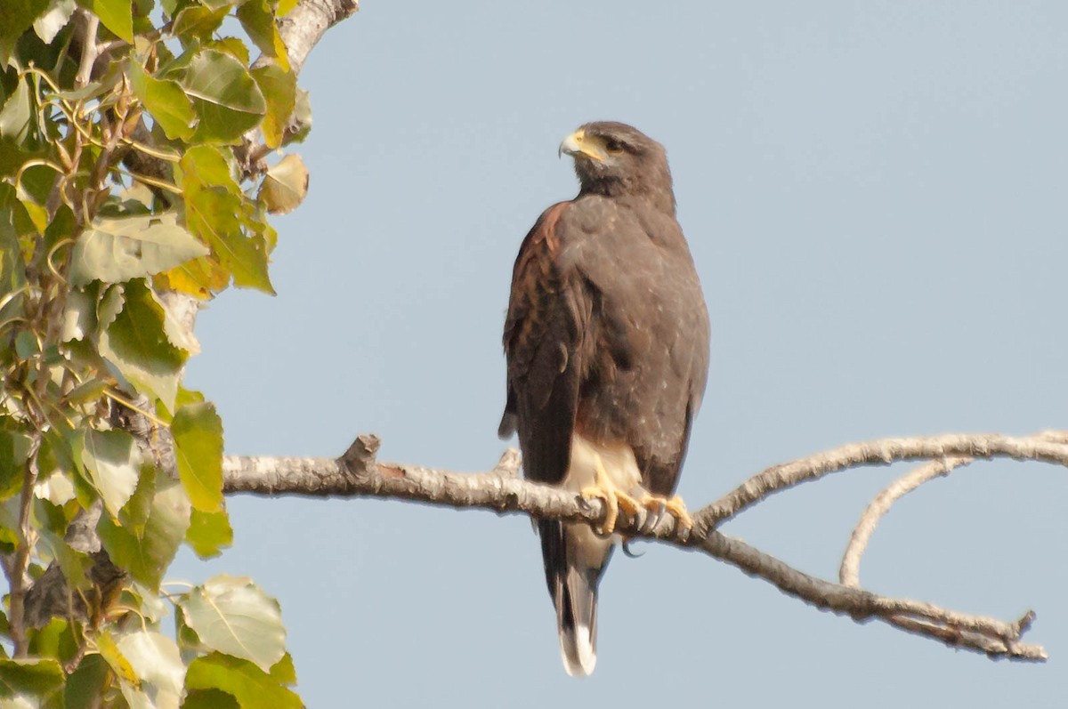 Harris's Hawk - ML620713493