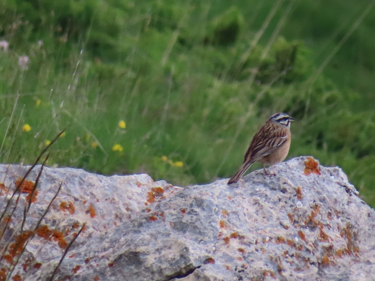 Rock Bunting - ML620713496