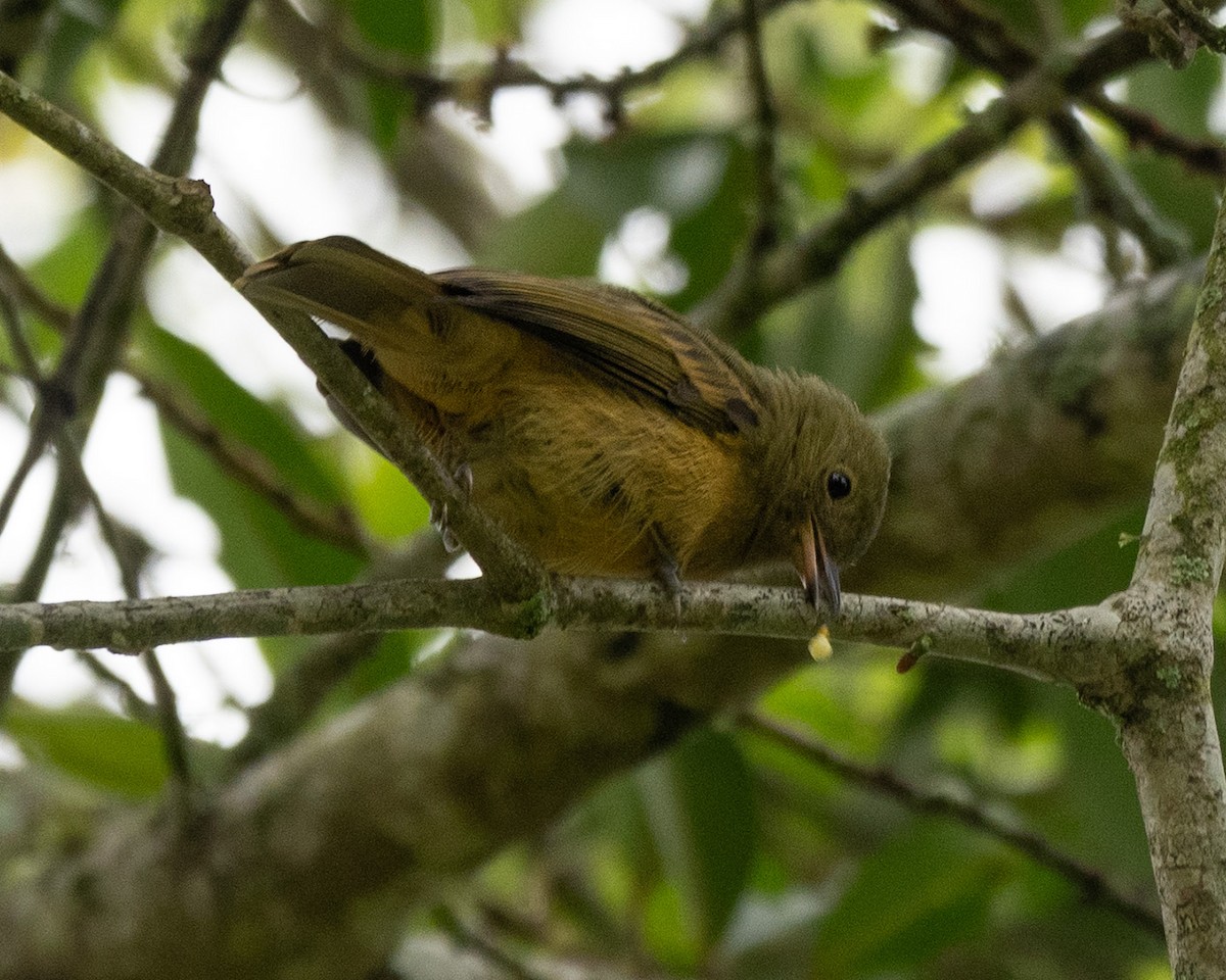 Ochre-bellied Flycatcher - ML620713498