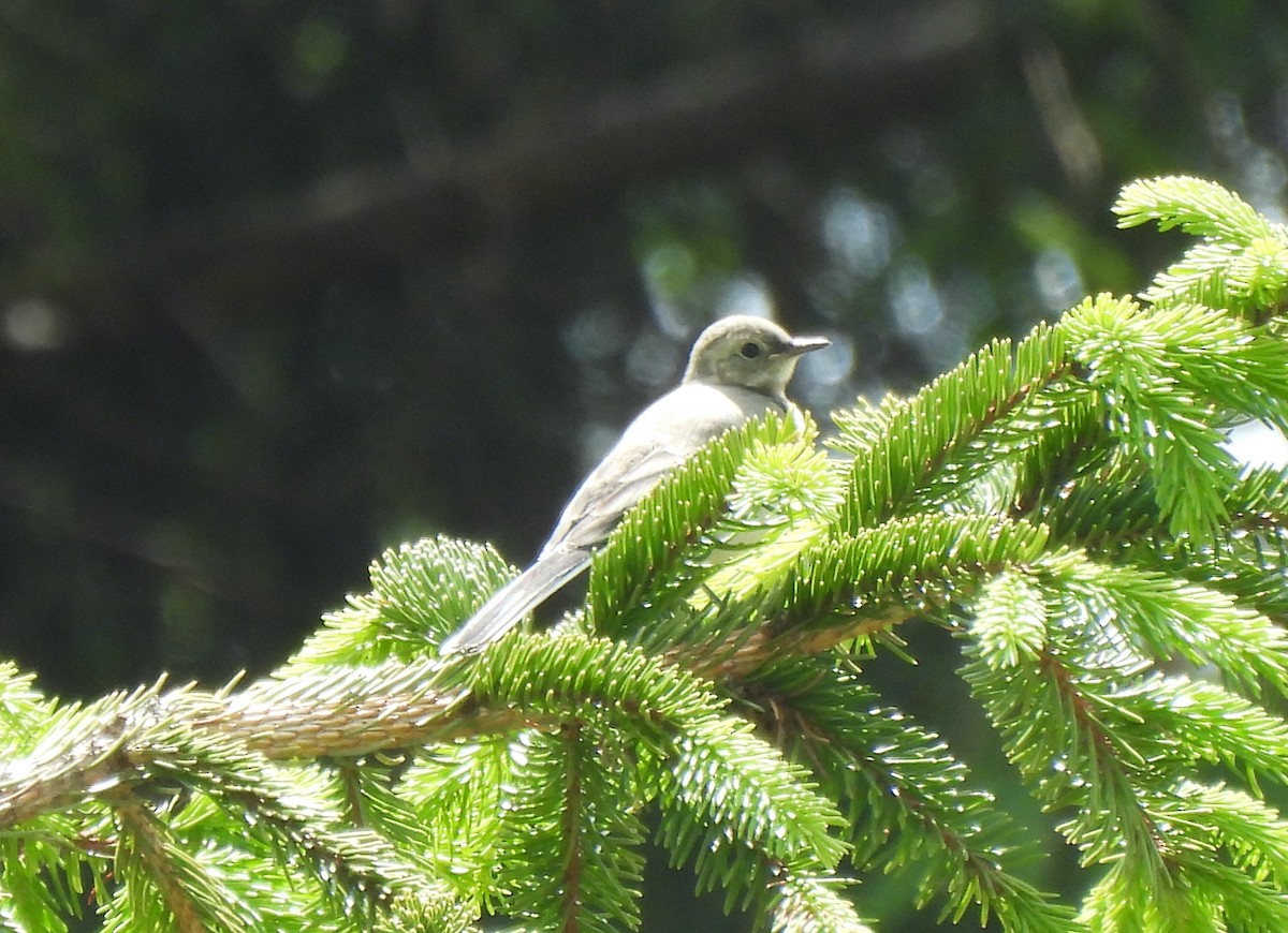 White Wagtail - ML620713500