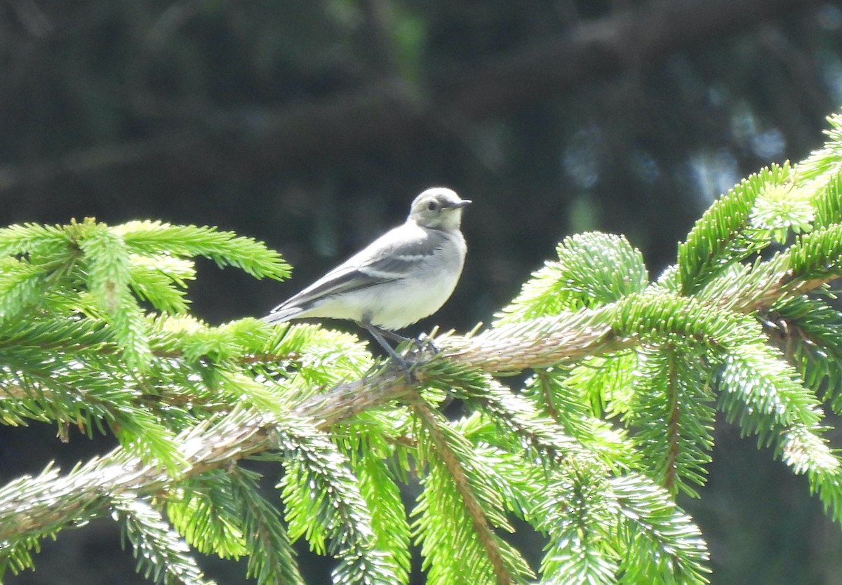 White Wagtail - Mike Vlasatý