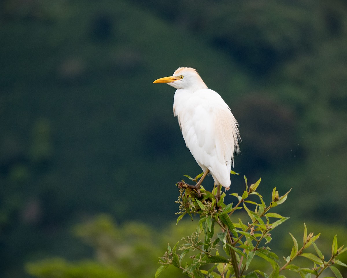 Western Cattle Egret - ML620713511